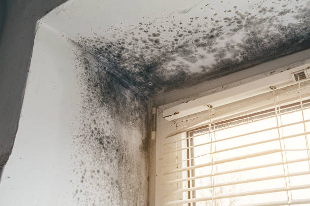 Trusted Mold Testing service in Flagtown, NJ - Cheap Mold Removal